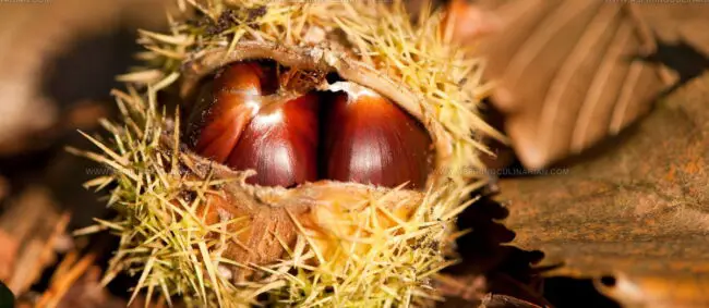Castanha Da Terra Fria
