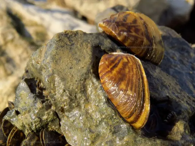 Zebra Mussel