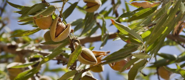 Almendra De Mallorca