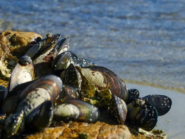 Exploring Black Mussels