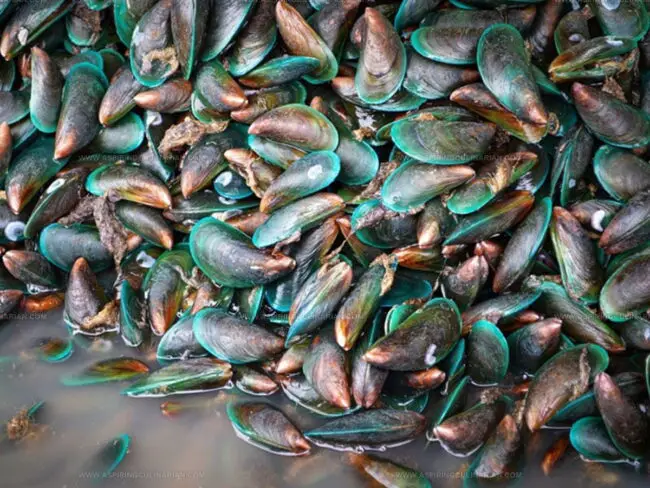 Discovering Green Mussels