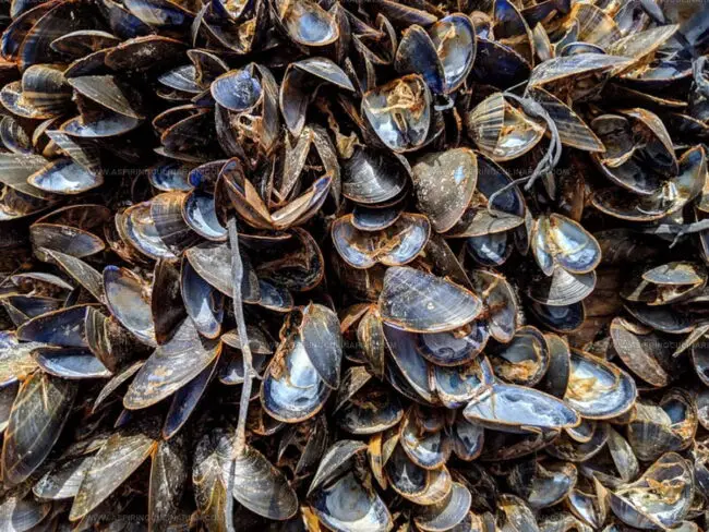 Look For Tightly Closed Shells