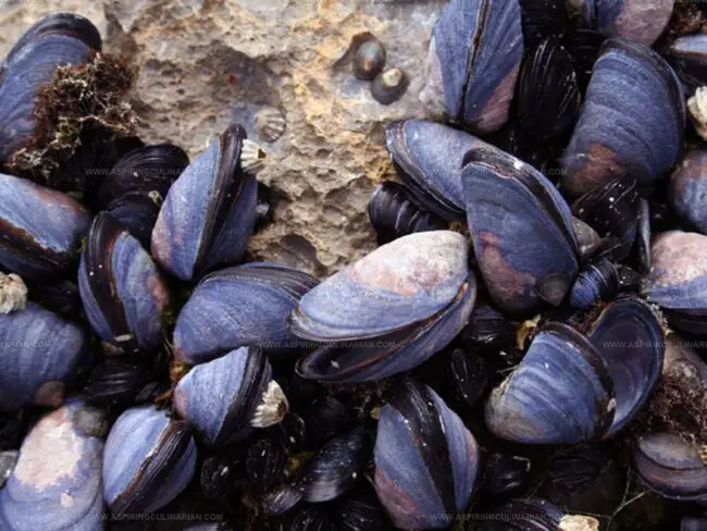 Blue Mussels