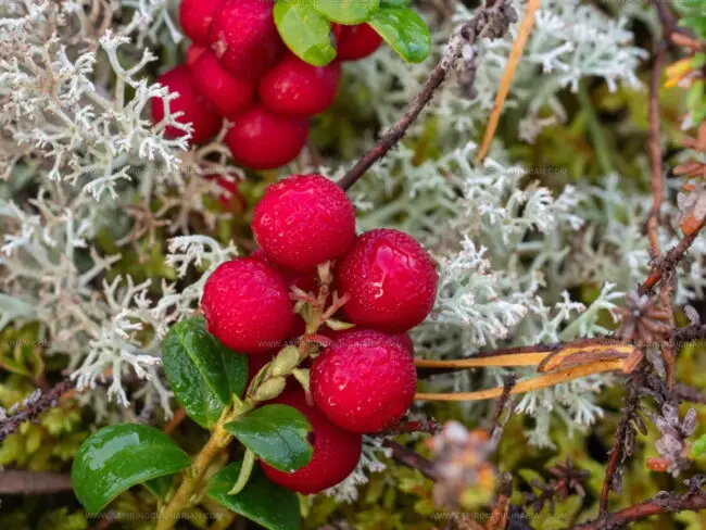 Lingonberry Flavor Guide