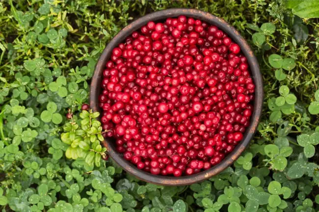 Lingonberry: Health Benefits